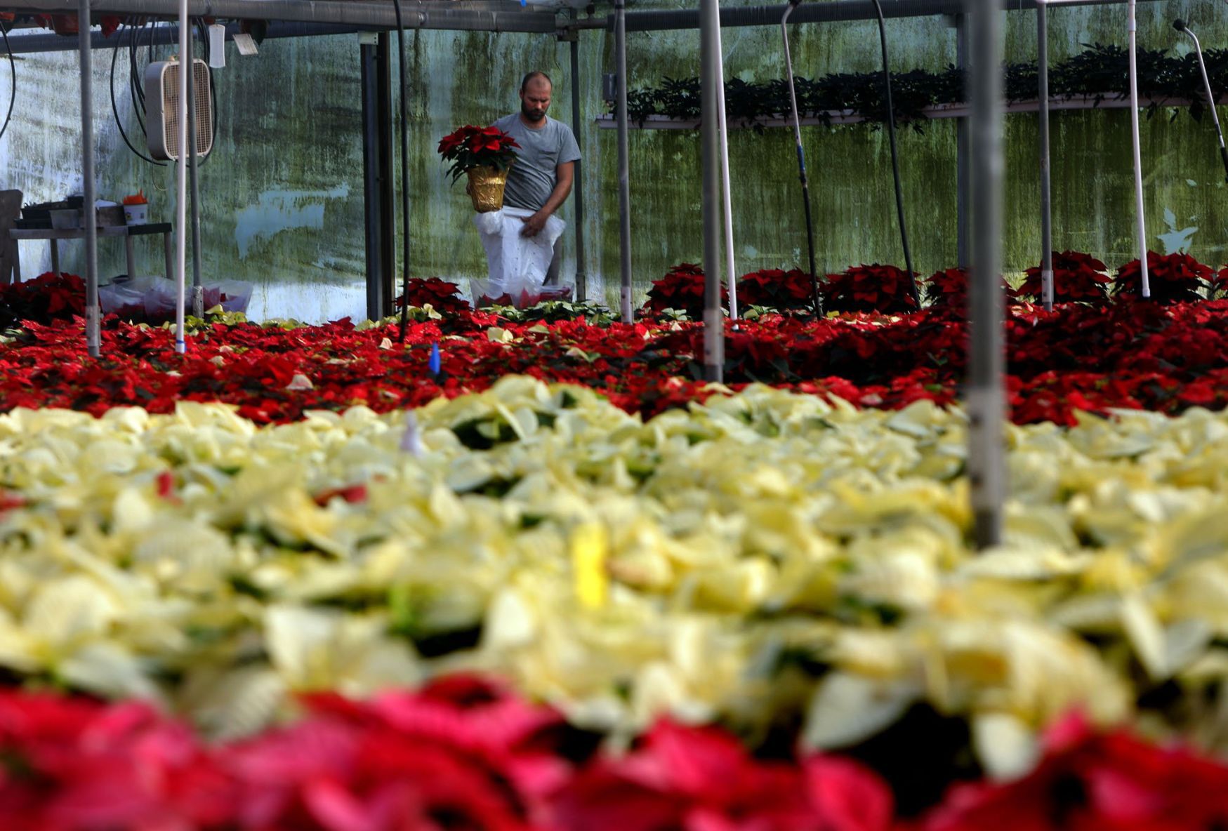 Fahr Greenhouses